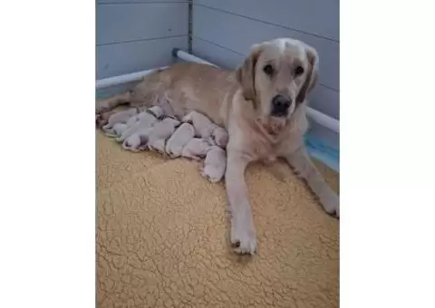 Golden Retriever puppies for sale - 3/3