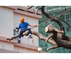 Out Of The Ground LTD - Tree Pruning Experts in Harlow