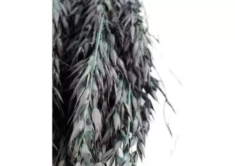 Buy Dried Oat Avena - Green/Black (100g, 60cm) | Rustic Dried Flowers for Decor - 3/3