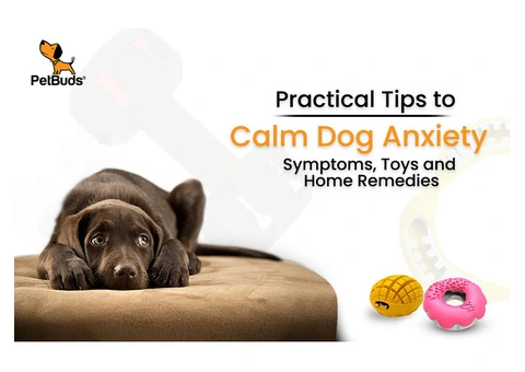 PetBuds Your Ultimate Online Pet Shop for Tough & Fun Dog Accessories!