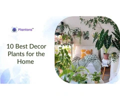 Best Decor Plants For the Home.