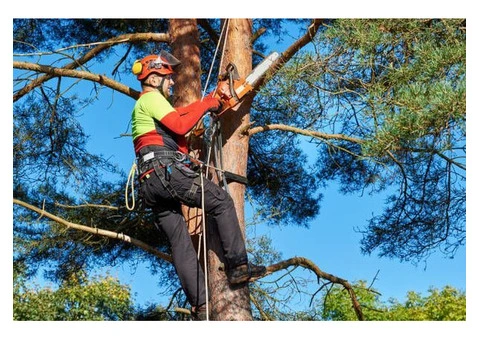 Expert Tree Surgeons in Glossop – Lake Side Tree Care