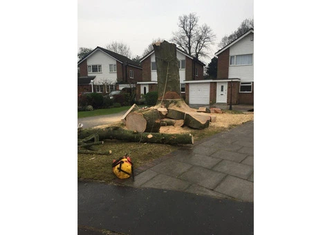Trusted Tree Surgeons North West England – Quality Tree Care - 3/4