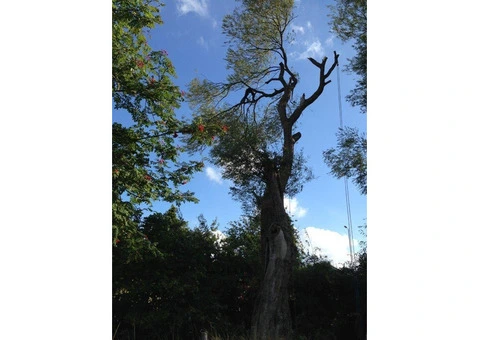 Trusted Tree Surgeons North West England – Quality Tree Care - 4/4