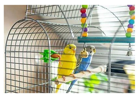 Find the best products for your feathered companions
