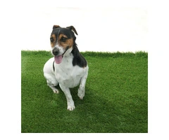 Artificial Grass for Sale – Perfect for Home & Commercial Use!