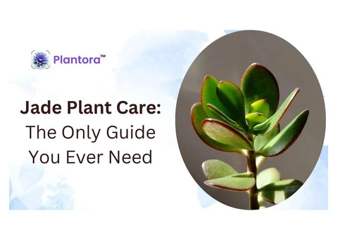 Healthy Jade Plant Care – Simple Tips for Lush Growth.