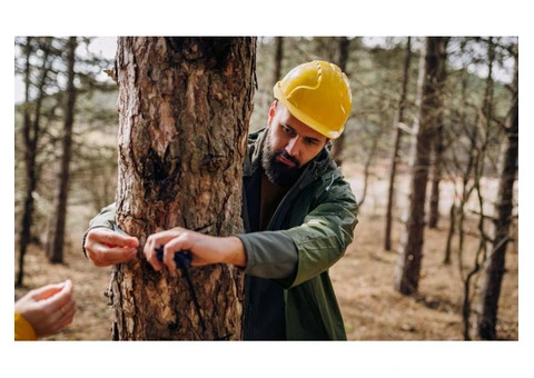 Tree Surgeon Pro - 6/8