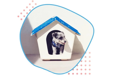 Expert Dog Training in Oxford – Gamegoer Kennels