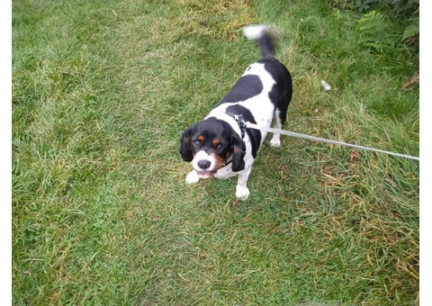 Reliable Dog Walking Services in Wakefield – Dog Walking in Royston