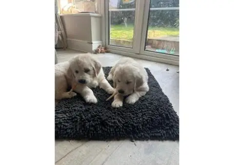 Golden retriever puppies - 1/10