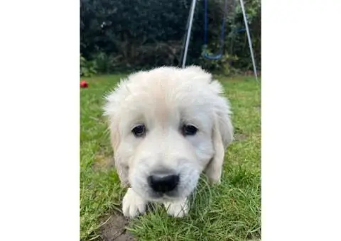 Golden retriever puppies - 2/10
