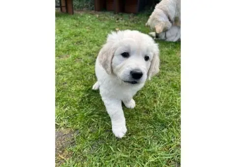 Golden retriever puppies - 3/10