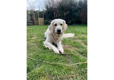 Golden retriever puppies - 4/10