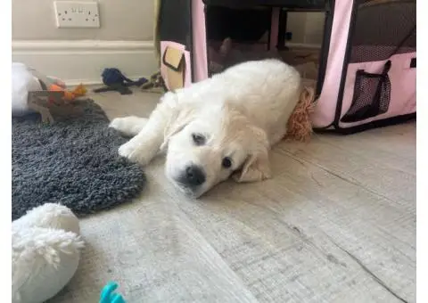 Golden retriever puppies - 6/10