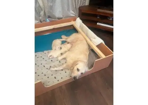 Golden retriever puppies - 10/10