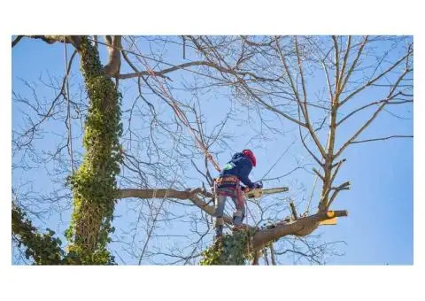 Rotherham Tree Services - 4/4