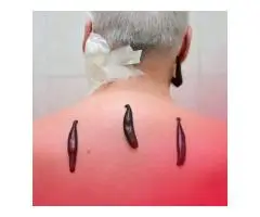 Therapy and Wellness: Practical Training for Holistic Health"