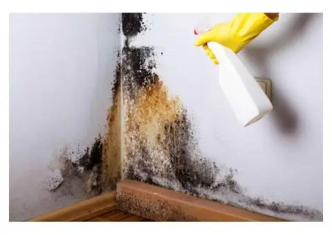 How to Handle Black Mould in Rental Property