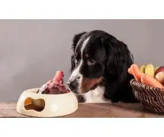 Most Trusted Supplier of Premium-Quality Raw Dog Food in Birmingham