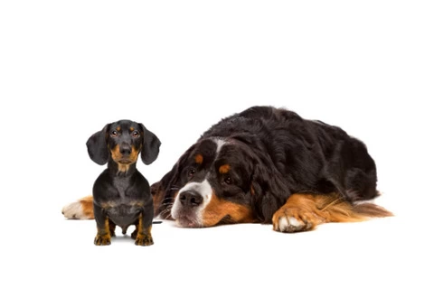 Let Your Pet Stay Comfortably at Our Dog Boarding in Witney