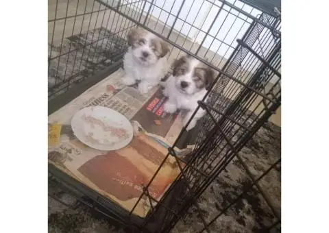 Shitzu puopies