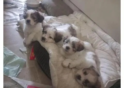 Shitzu puopies - 2/2