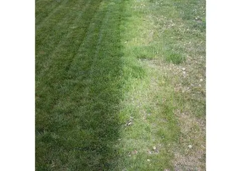 Beautiful Turf Now Available - Ace Landscapes Supplies - 5/6