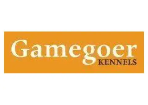 Expert Dog Training in Bicester – Gamegoer Kennels