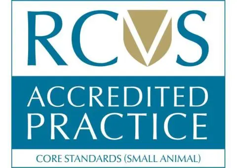 Advanced Vet CT Scan in Essex – Expert Pet Diagnostics at Tari Vets