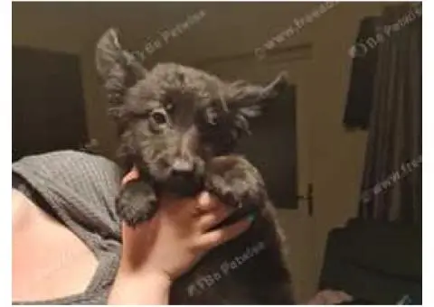 Kelpie x Old German Shepherd - 1/8