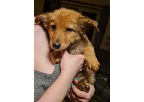 Kelpie x Old German Shepherd - 4/8