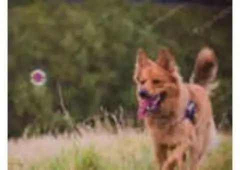 Kelpie x Old German Shepherd - 6/8