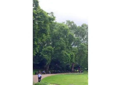 Tree Surveys Services - 5/13
