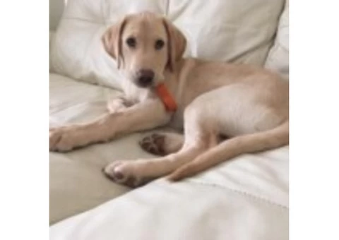 Get Reliable Pet Care Services in Bromley | Pet Care & Dog Walking - 2/4