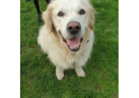 Get Reliable Pet Care Services in Bromley | Pet Care & Dog Walking - 4/4