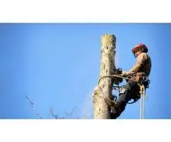Leicester Tree Services