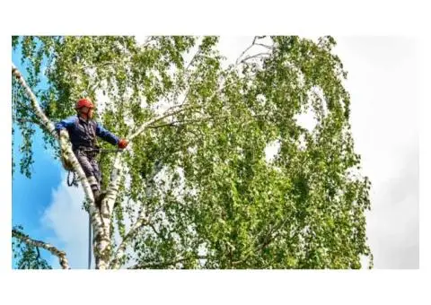Leicester Tree Services - 4/4