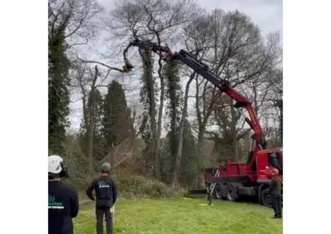 Tree Surgeons | Affordable Tree Surgery in Leatherhead