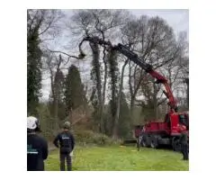 Tree Surgeons | Affordable Tree Surgery in Leatherhead