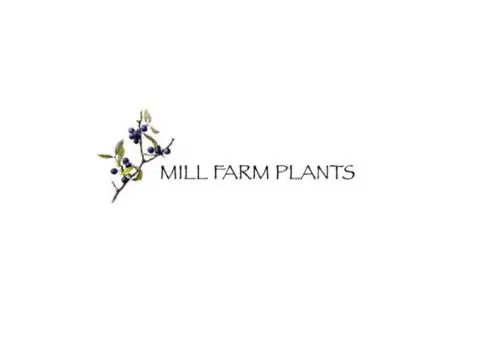 Mill Farm Trees