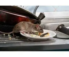 Stop the Infestation with Local Pest Control Service in Liverpool