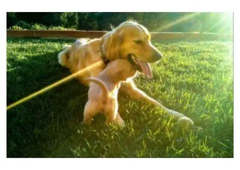 Tips to Prepare Your Dog for Boarding