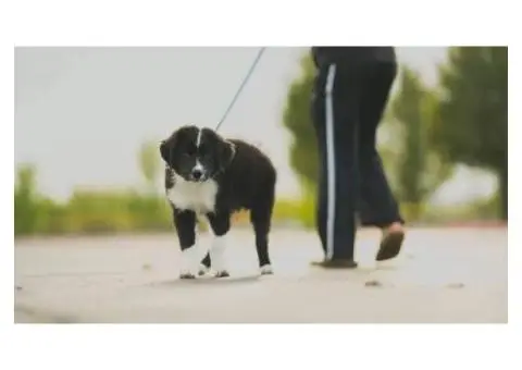 Trusted Dog Walking in Royston – Hoptonpaws Dog Walking Service