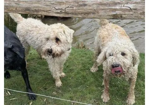 Trusted Pet Services in Dorking – Amelies Pet Services