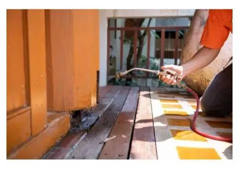 Expert Pest Control In Bournemouth For Homes & Businesses