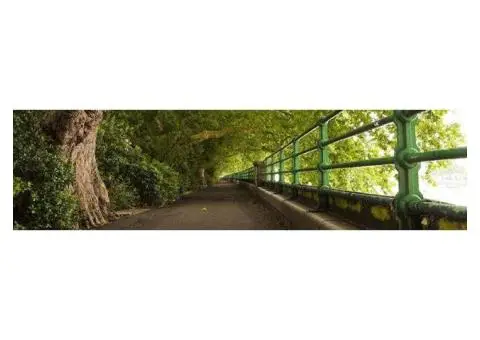 Tree Surveys Services - 11/13