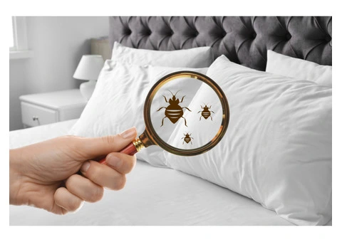 Effective Bed Bug Elimination with Trusted Experts in Leicester