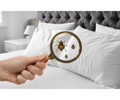 Effective Bed Bug Elimination with Trusted Experts in Leicester