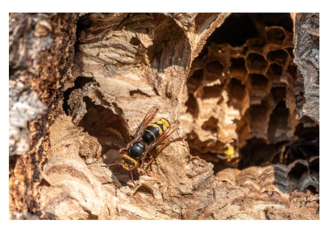 Pest Control Services in Surrey